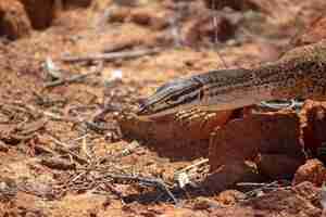 Photo gratuite gros plan d'une goanna de sable rampant sur les rochers sur le sol sous la lumière du soleil pendant la journée