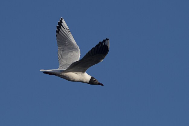 Gros plan d'un goéland riant avec les ailes déployées en vol