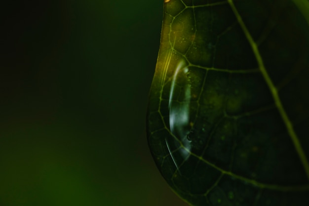 Photo gratuite gros plan des gouttelettes d'eau sur les feuilles