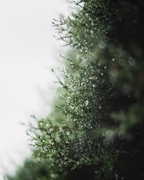 Gros plan de gouttes d'eau sur plante verte avec lumière blanche