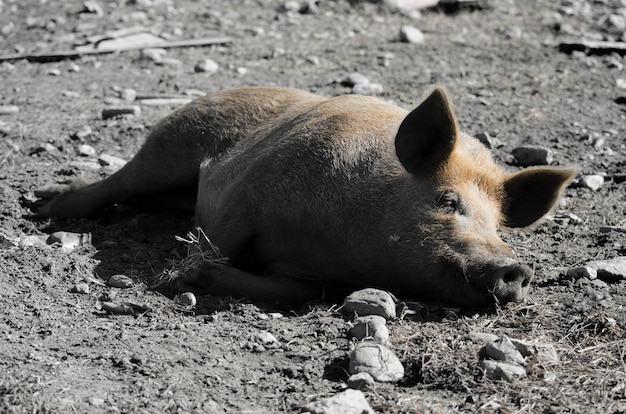 Photo gratuite gros plan grand angle d'un cochon dormant sur le sol