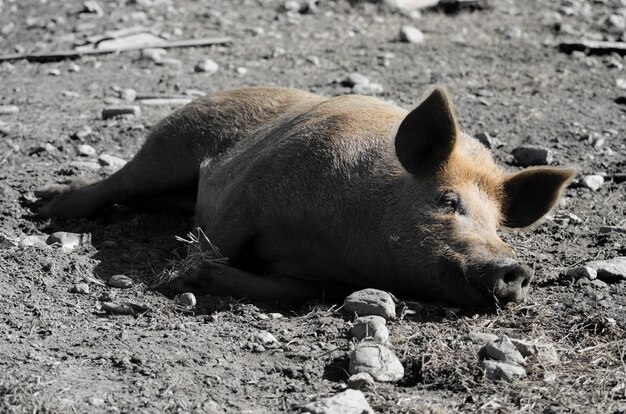 Gros plan grand angle d'un cochon dormant sur le sol