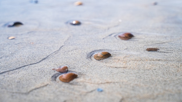 Gros plan grand angle de coquillages sur une plage de sable avec la mer à proximité