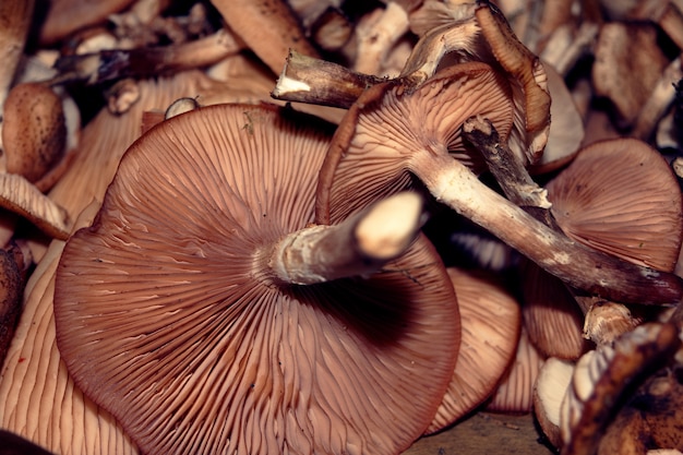 Gros plan grand angle tiré d'un tas de champignons de montagne brun exotique