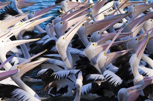 Photo gratuite gros plan grand angle d'un troupeau de pélicans