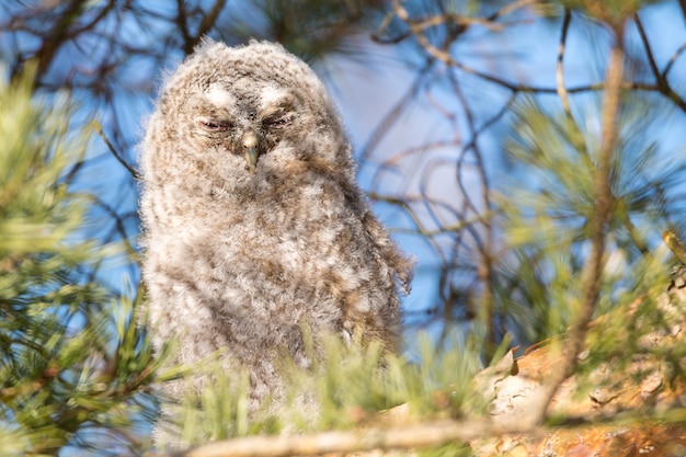 Gros plan d'un grand hibou gris aux yeux fermés perché sur une branche d'arbre