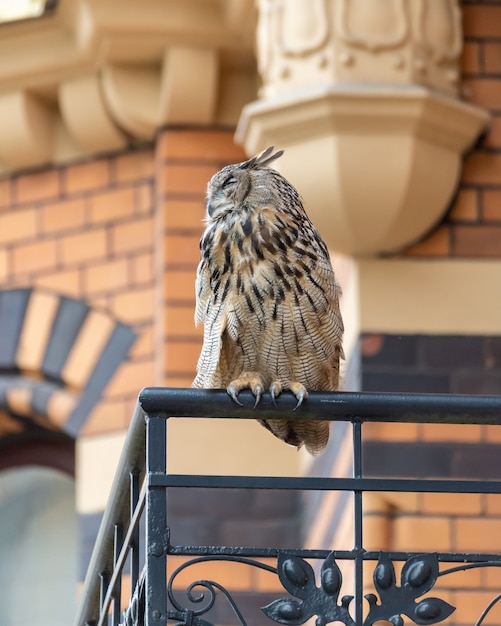 Gros plan d'un grand hibou gris grincheux perché sur une balustrade en métal