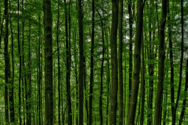 Gros plan de grands arbres au milieu d'une forêt verte