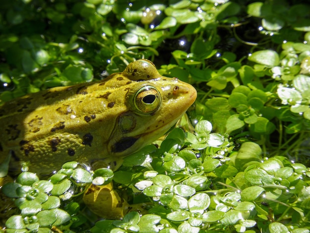 Photo gratuite gros plan d'une grenouille en bronze dans la jungle