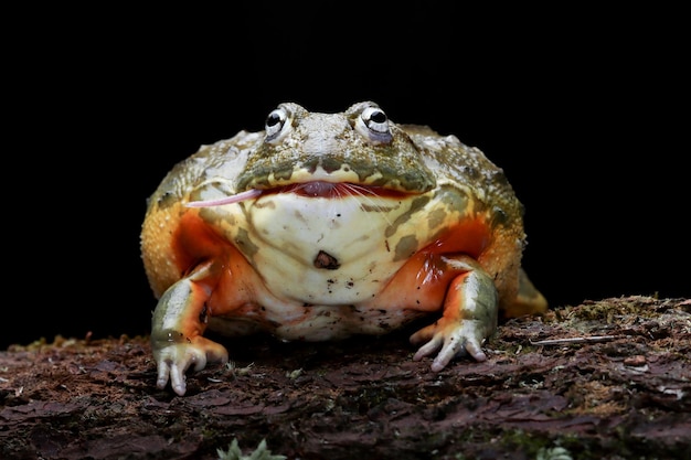 Gros plan de la grenouille ouaouaron africaine Grenouille ouaouaron africaine sur bois avec fond noir