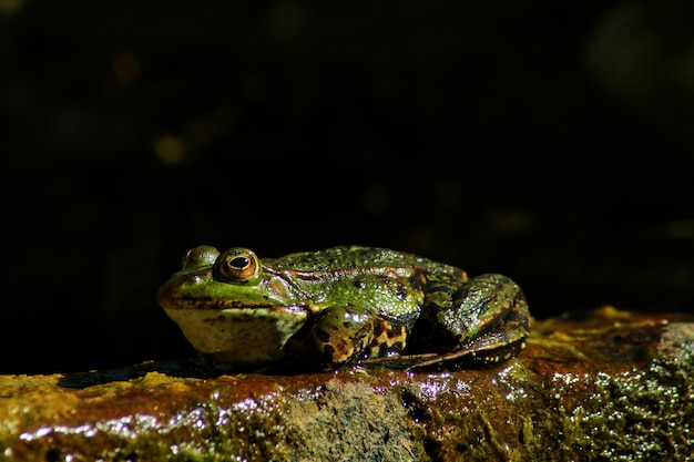 Gros plan d'une grenouille sur une surface visqueuse dans la nature