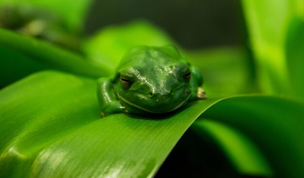 Gros plan d'une grenouille verte tropicale sur une feuille verte