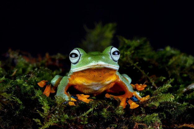 Gros plan de grenouille volante sur mousse avec fond noir