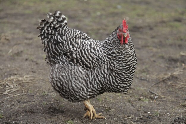 Gros plan d'un gros poulet plymouth rock dans une ferme