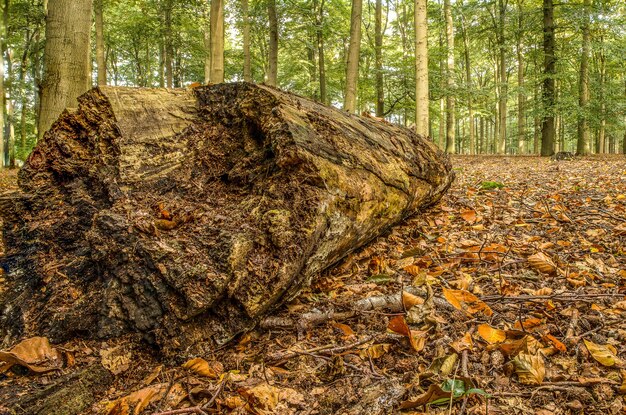 Gros plan d'une grosse bûche en bois au milieu d'une forêt pleine d'arbres par une journée fraîche