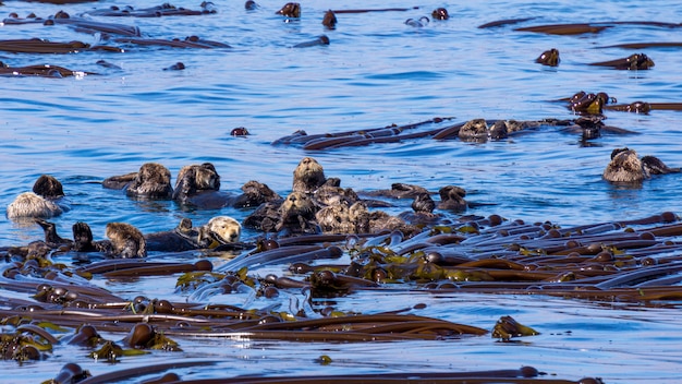 Gros plan d'un groupe de loutres de mer nageant dans l'océan bleu vif pur