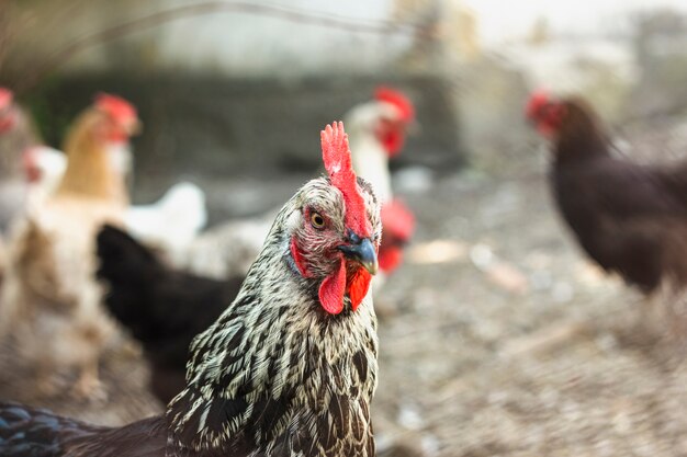 Gros plan, groupe, poulets domestiques, à, ferme