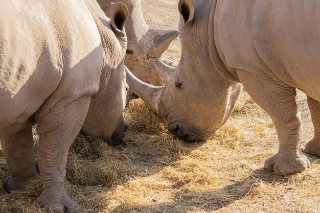 Gros plan d'un groupe de rhinocéros mangeant du foin avec un bel affichage de leur peau texturée