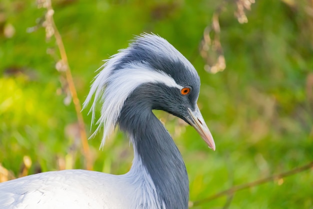 Gros plan d'une grue Demoiselle avec de longues plumes blanches tombant du coin de ses yeux