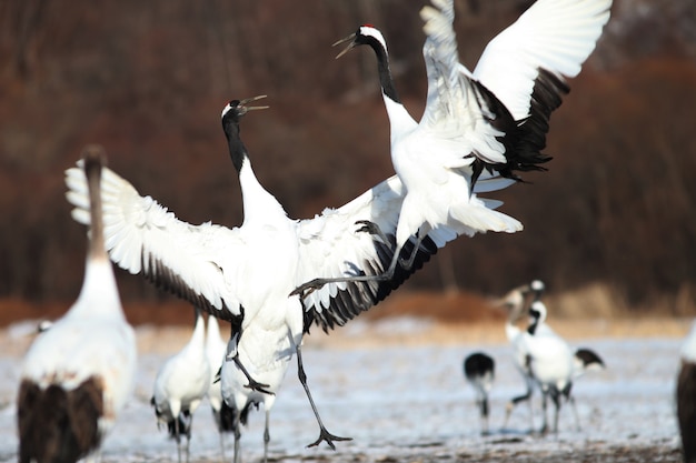 Gros plan de grues à cou noir atterrissant sur le sol couvert de neige à Hokkaido au Japon