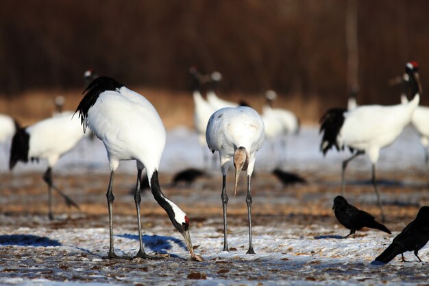 Gros plan des grues mangeant du poisson mort sur le sol couvert de neige à Hokkaido au Japon