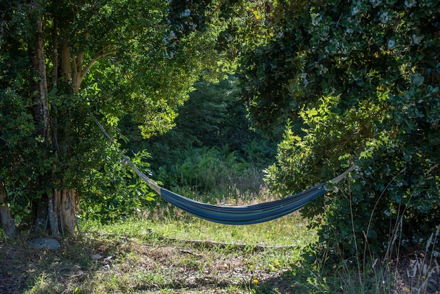 Gros plan d'un hamac bleu attaché aux arbres dans une forêt sous la lumière du soleil