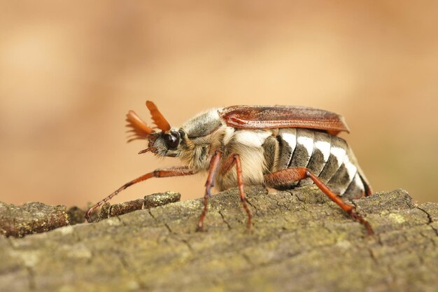 Gros plan sur un hanneton ou doodlebug, Melolontha melolontha craw