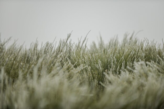 Gros plan d'herbe couverte de flocons de neige sous un ciel nuageux avec un arrière-plan flou