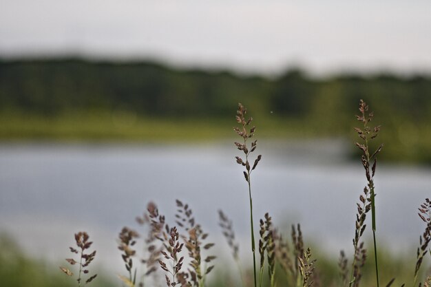 Gros plan de l'herbe douce dans un champ avec la rivière sur l'arrière-plan flou