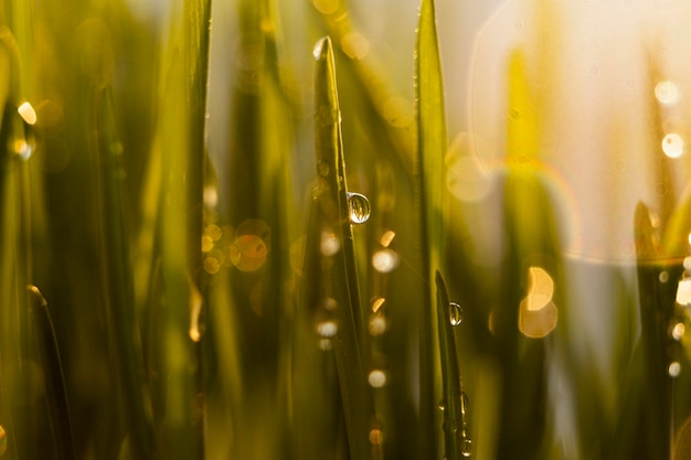 Photo gratuite gros plan de l'herbe naturelle