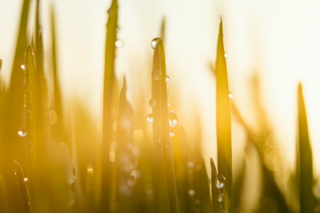 Gros plan de l'herbe naturelle