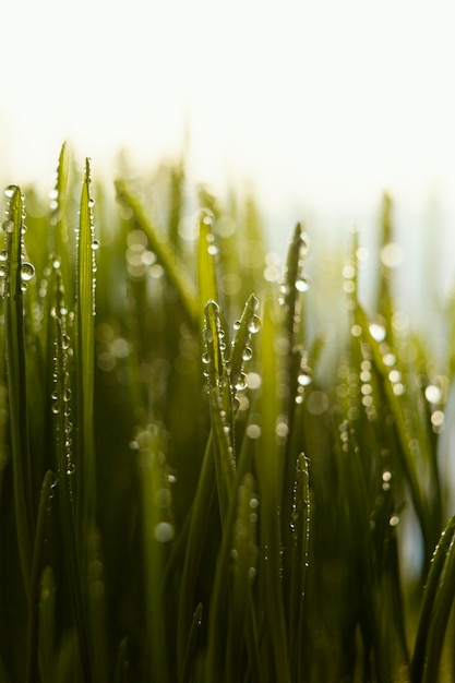 Photo gratuite gros plan de l'herbe naturelle