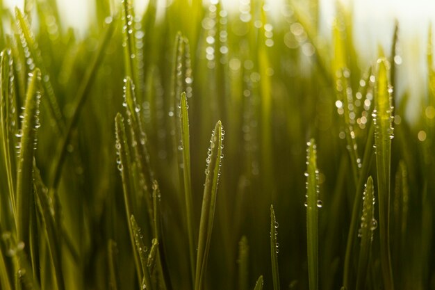 Gros plan de l'herbe naturelle