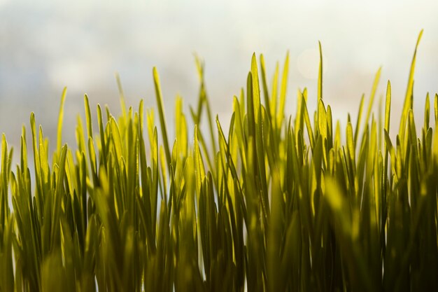 Gros plan de l'herbe naturelle