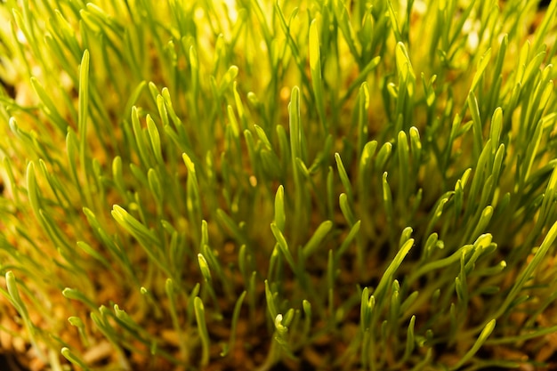 Gros plan de l'herbe naturelle