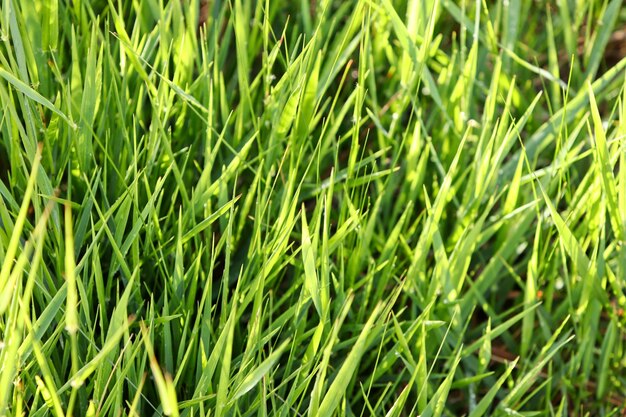 Gros plan d'herbe verte fraîche