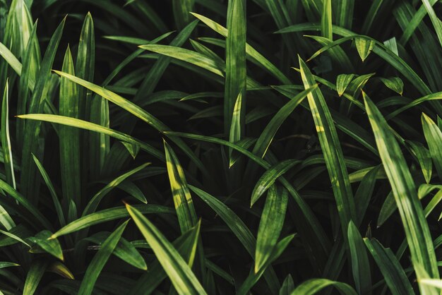 Gros plan d&#39;herbe verte fraîche