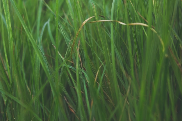 Gros plan de l&#39;herbe verte