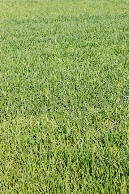 Gros plan de l'herbe verte