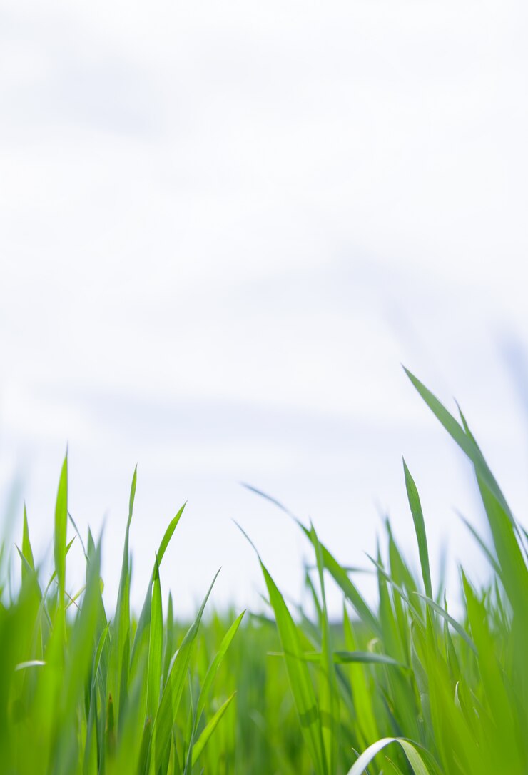 Photo gratuit gros plan d&#39;herbe.