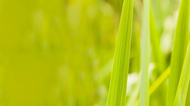 Photo gratuit gros plan d&#39;herbe