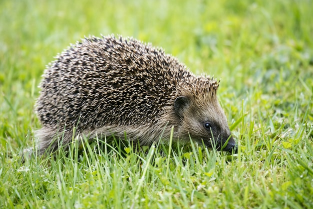 Gros plan d'un hérisson mignon marchant sur l'herbe verte