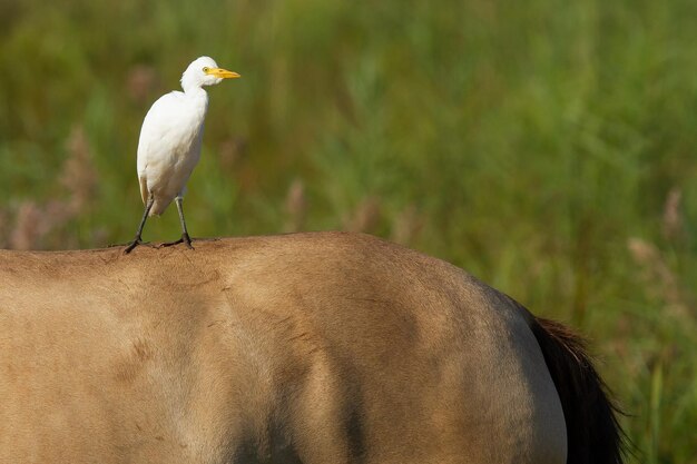 Gros plan d'un héron blanc sur un cheval