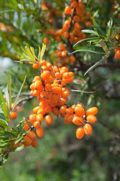 Gros plan d&#39;Hippophae