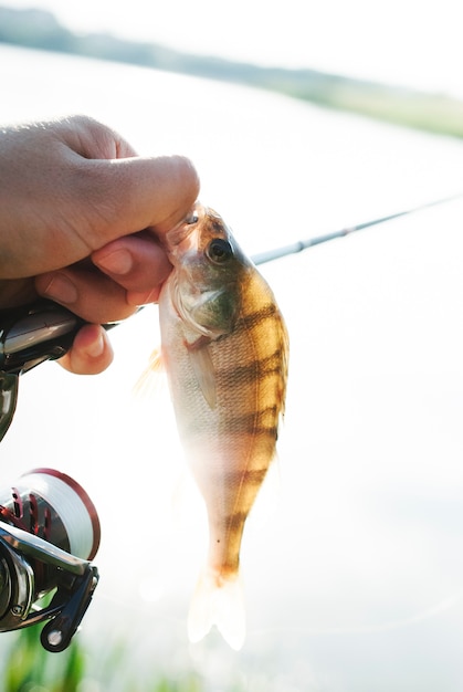 Photo gratuite gros plan, de, homme, main, tenue, attrapé, poissons, et, canne à pêche, sur, lac