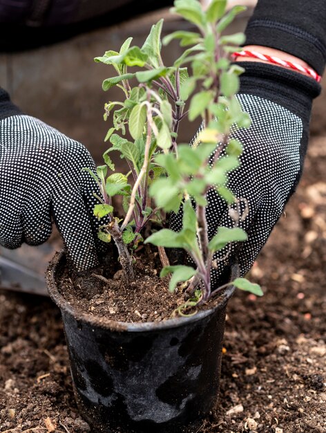 Gros plan, homme, plantation