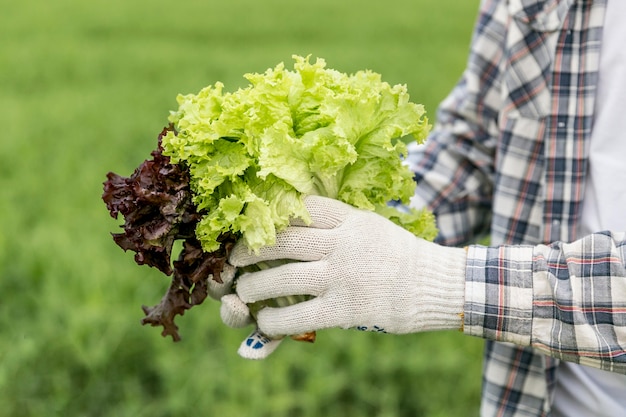 Gros plan, homme, salade