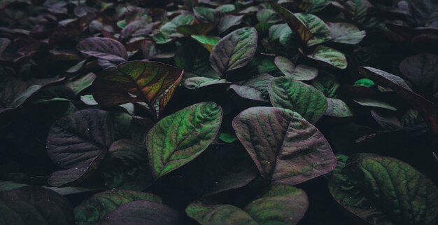 Gros plan horizontal de plantes vertes et violettes poussant dans une serre.