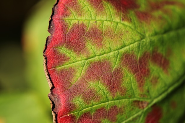 Gros plan horizontal tourné de belles feuilles vertes et rouges sur un arrière-plan flou