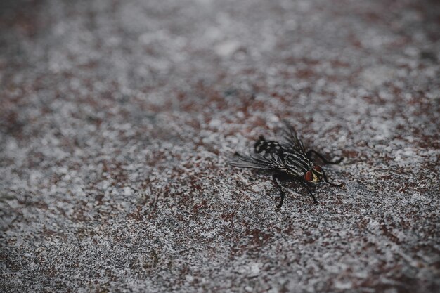 Gros plan de Horsefly noir